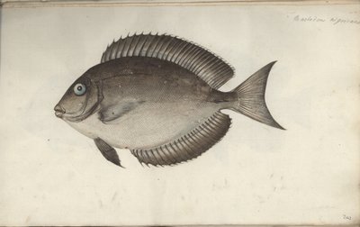 Chaetodon nigricans von Friedrich August Kruger